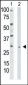 Thymidine Kinase 2 Antibody (N-term)